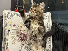 -70cat德文卷毛猫·缅因猫纯种猫舍