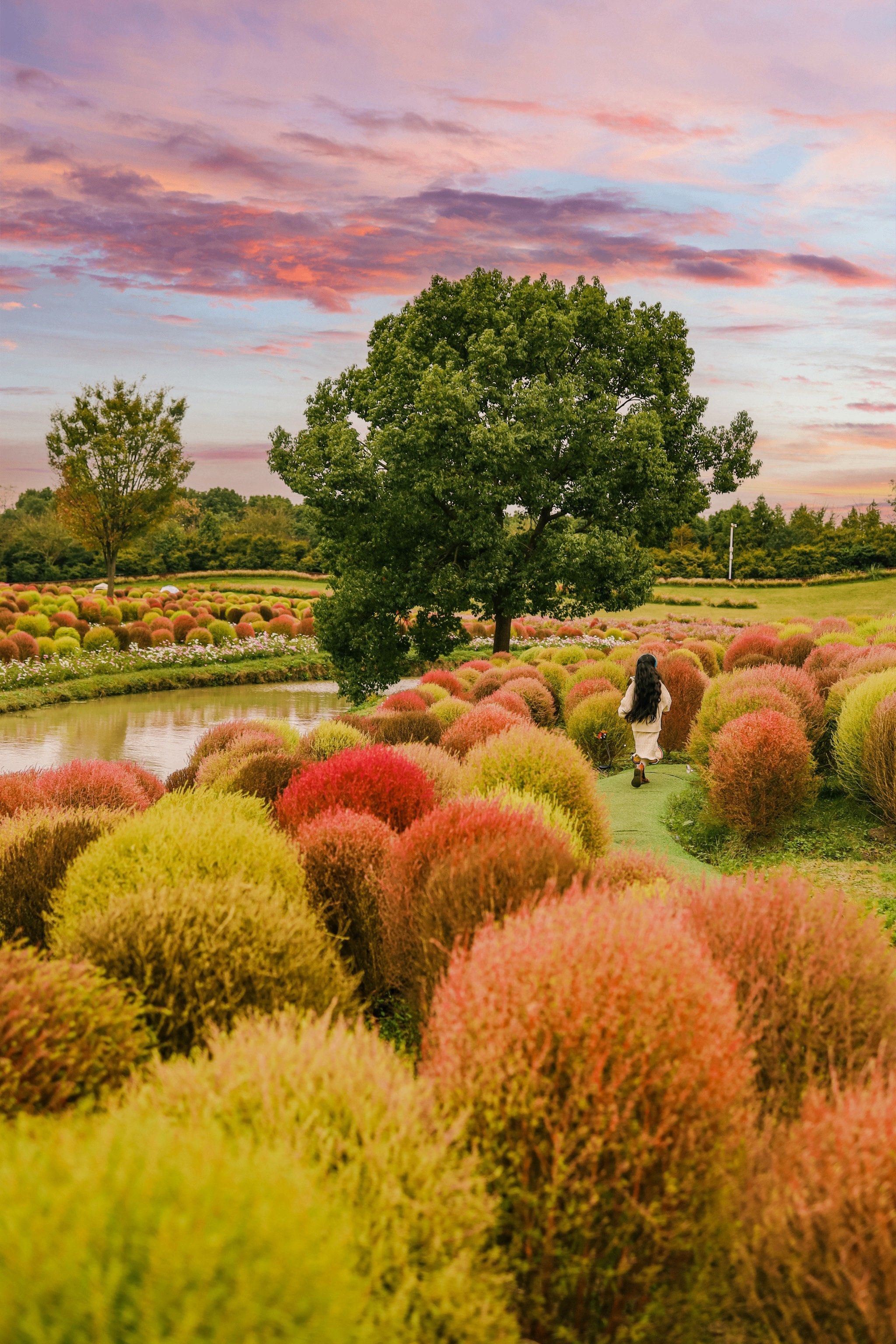 太美了!上海秋天不要错过🍁圆滚滚的地肤草