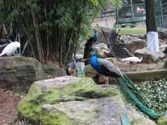 -昆明动物园