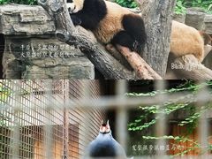 -北京动物园