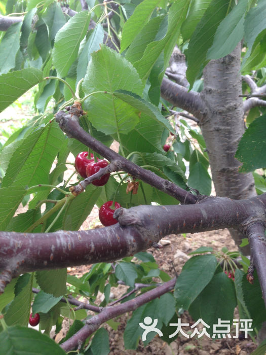 海淀健康园樱桃采摘基地-樱桃树图片-北京景点-大众点评网