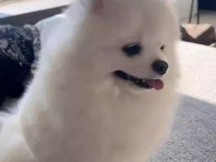 -荔康动物医院(康王北路店)