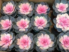 -双季花艺园艺市场(浦东店)