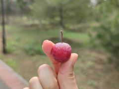 -永定河休闲森林公园