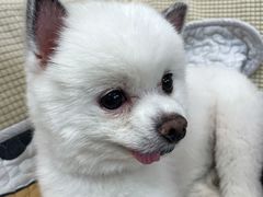 -中农大我爱我爱动物医院·核磁CT·猫病·24小时夜诊中心(石佛营店)