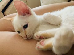-纳吉亚猫专科动物医院·北北分院