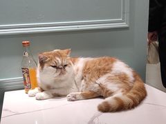 -安格丽娜·狗咖·猫咖羊驼咖(春熙路百盛商场店)