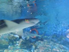 -烟台海昌鲸鲨海洋公园