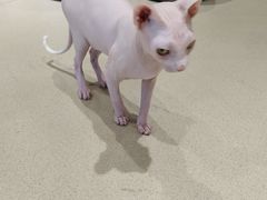 -藏猫猫咖啡主题馆(中央大道店)