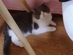 -李小姐の猫咖啡馆(五角场店)