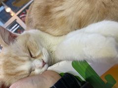 -Heymao猫咖.咖啡厅(东门店)