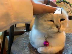 -李小姐の猫咖啡馆(五角场店)