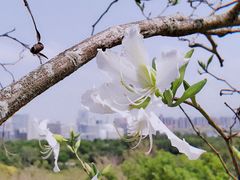 -聚龙山公园