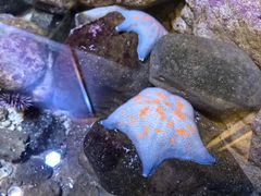 -西海国立公园九十九岛水族馆