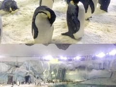 -珠海长隆海洋王国