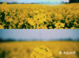 又到了一年一度赏油菜花的时候了  交通：一定要自驾