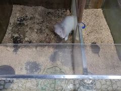 -上海大自然野生昆虫馆(东方明珠·爬宠昆虫探索中心)