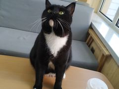-鼓捣猫呢主题猫咖店