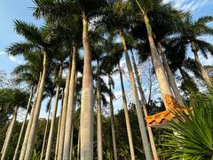 -深圳仙湖植物园