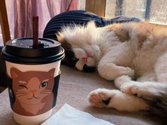 -有猫儿腻咖啡厅.猫咖