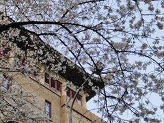 -武汉大学-樱园