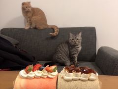 -胖爸爸烘焙工作室(平湖家居店)