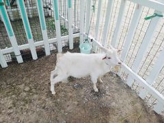 -上海滴水湖皇冠假日酒店