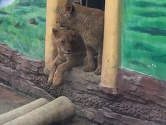 -贵州森林野生动物园