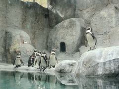 -合肥野生动物园