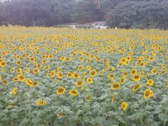 -光明小镇欢乐田园
