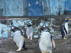 -海合安青岛极地海洋公园