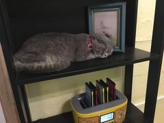 -猫色咖啡·猫咖