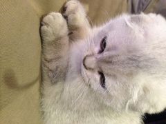 Mikaku-MIKAKU(万达广场上海宝山店)