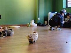 -柯斗斗主题餐厅·狗咖·围炉煮茶·茶饮(国瑞升平里店)