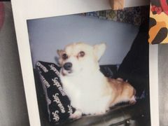-超宠爱宠物摄影-Super pet