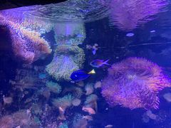 -悉尼海洋生物水族馆