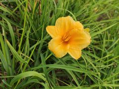 -羊亭河湿地公园