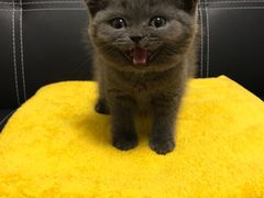 -瑞鹏宠物医院·骨科·猫科·内科(第一中心)