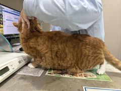 -四月宠物医院·猫专科·心脏专科·内科(转塘店)