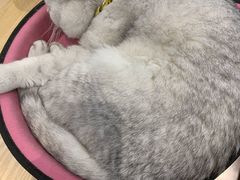 -绒爪撸猫下午茶·猫咖