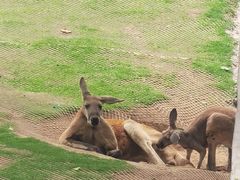 -西霞口神雕山野生动物世界