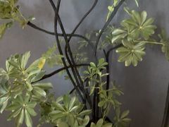 -金狮麟·新豫菜(杏石口路店)