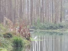 -桤木河湿地公园