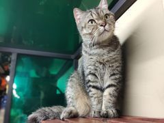 -猫咪博物馆(顶澳仔猫街店)