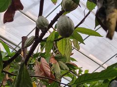 -歌斐颂巧克力小镇