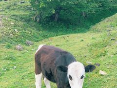 -硗碛藏寨·神木垒景区