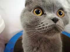 -我爱猫咪·猫咖·狗咖·安哥拉兔·羊驼咖(小寨华旗店)