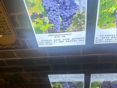 -紫轩葡萄酒庄园