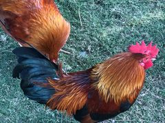 -蜈支洲岛珊瑚酒店临海阁中餐厅