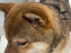 -柴务处·柴犬主题狗咖